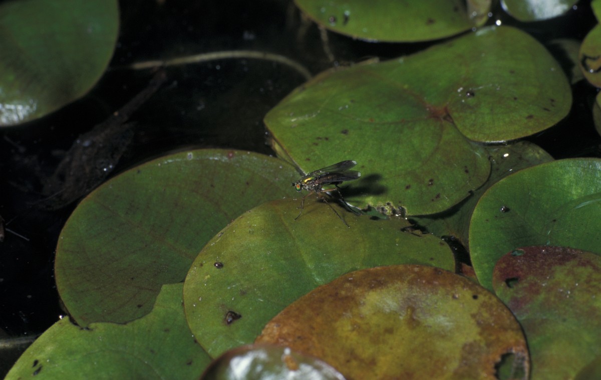 Poecilobothrus nobilitatus
